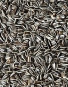 Krmné směsi Kvídera Slunečnice žíhaná malá 1 Kg