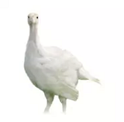 Krocan 6 týdnů