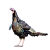KRŮTY