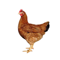 KUŘICE