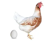 Kuřice Dominant Bílozlatý D305