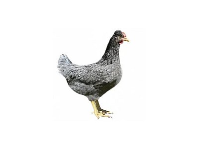 Kuřice Dominant BLUESHELL 