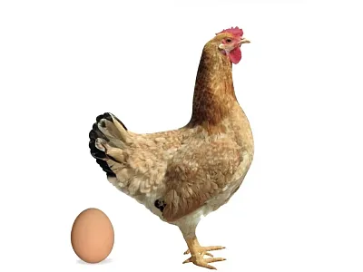 Kuřice Dominant Červeně Žíhaný D459