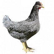 Kuřice Dominant Greenshell