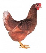 Kuřice Dominant Hnědý D102