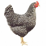 Kuřice Dominant Žíhaný D959