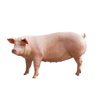 PRASATA