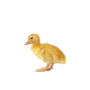  Prodej kachňat