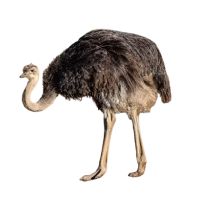 PŠTROSI