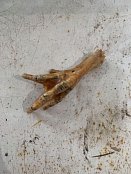 Slepičí pařát natural