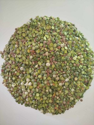 Zelený krmný hrách - půlky s příměsí čočky 1 kg